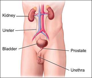 prostate